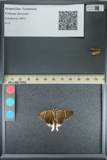 Media type: image;   Entomology 189195